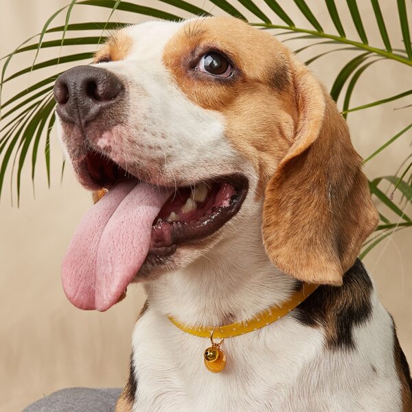 

Polka Dot Pattern Pet Collar, Yellow