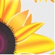 Verschiedenfarbig