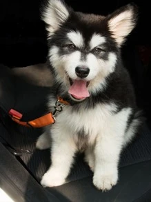 1 dây đai an toàn cho thú cưng trên ô tô màu ngẫu nhiên, dây đai an toàn cho thú cưng có thể điều chỉnh, đồ dùng cho chó khi đi chơi - Nhiều màu - Xem 2