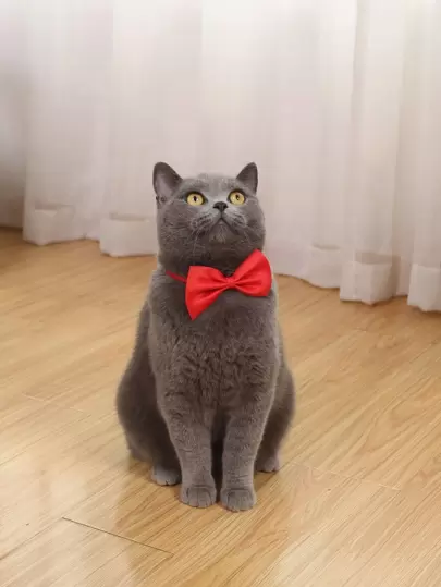 1pc Solid Color Pet Bow For Decoration