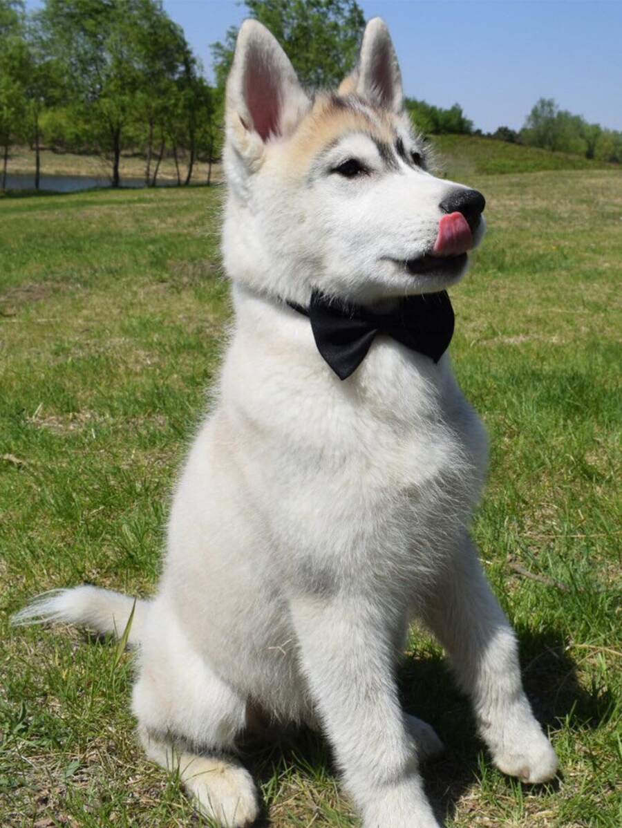 1pc Solid Color Pet Bow For Decoration - Black - View 1