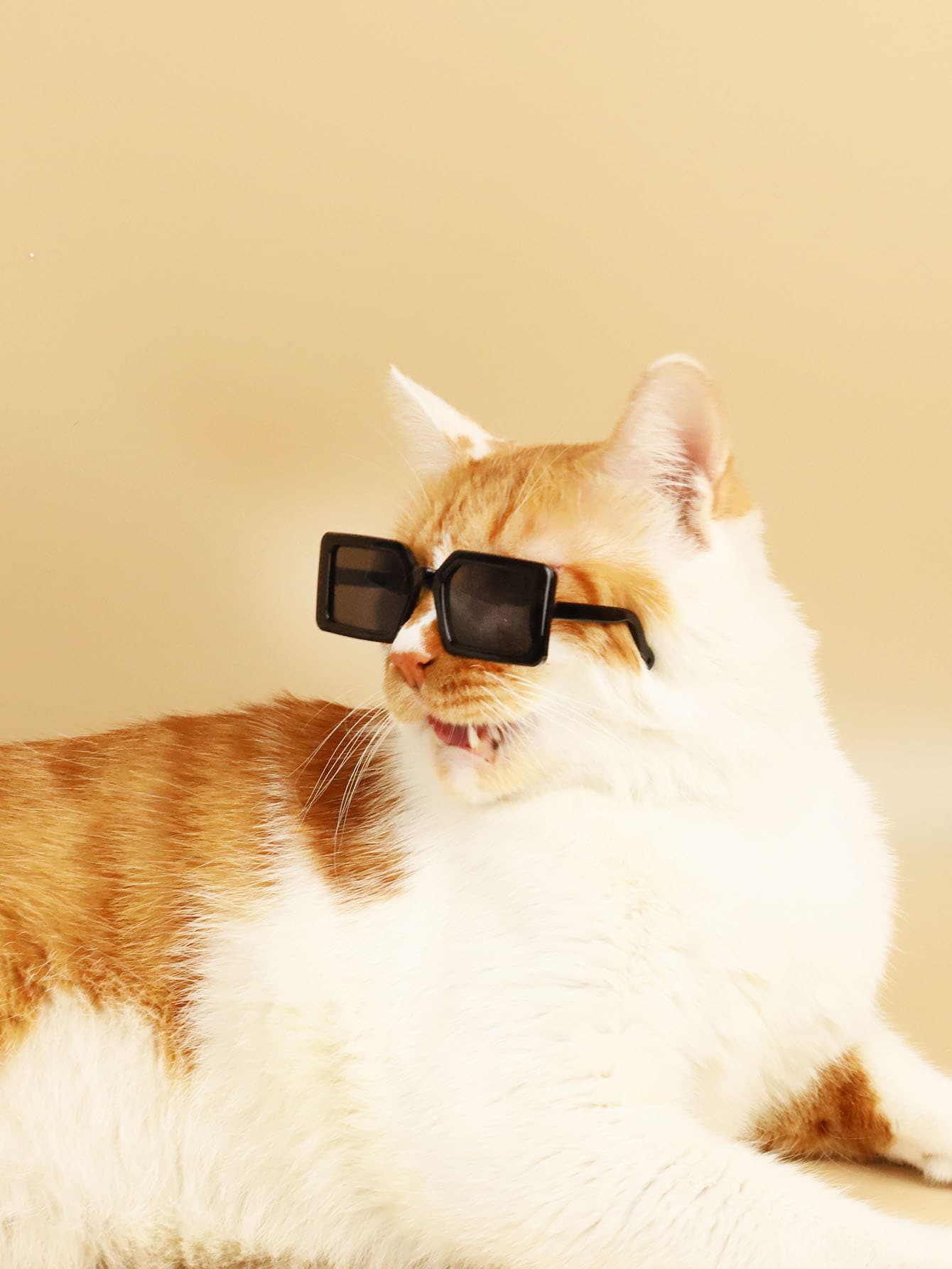 Kính thú cưng trơn - màu đen - Xem 1