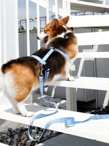 PETSIN 1入組極簡風格寵物牽引繩 - 藍色 - 查看 3