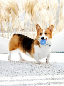 PETSIN 1pc Tennis Pet Chasing Toy - Blue - View 2