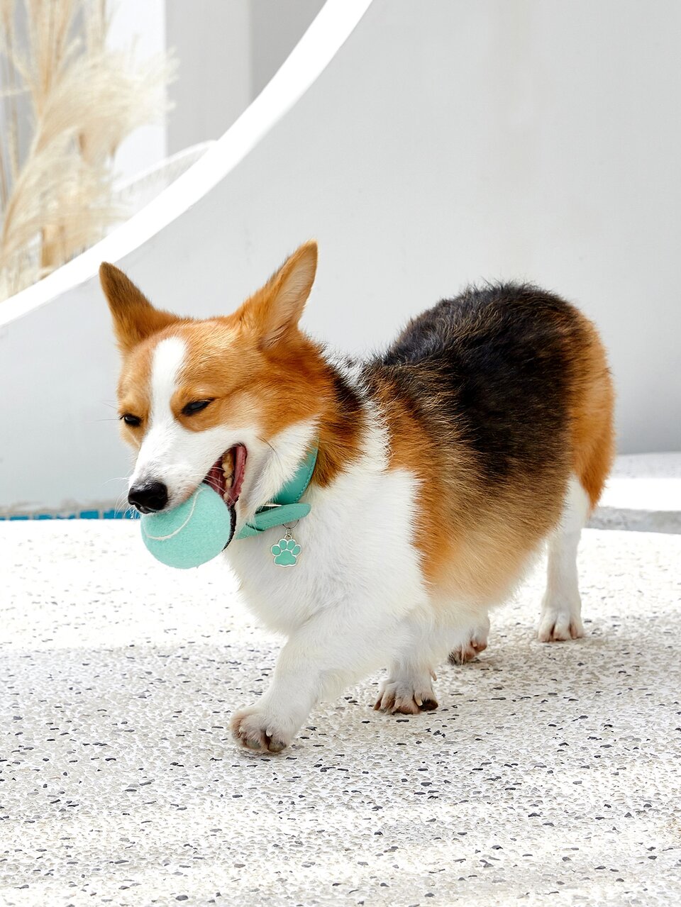 2pcs Pet Chasing Ball Toy