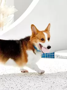 PETSIN 5pcs Pet Chasing Ball Toy - Multicolor - View 3