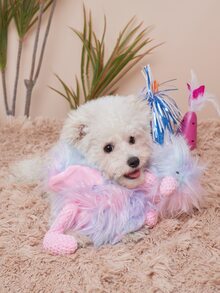 1件感恩節火雞設計寵物毛絨玩具 - 彩色 - 查看 5