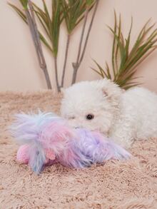 1件感恩節火雞設計寵物毛絨玩具 - 彩色 - 查看 4