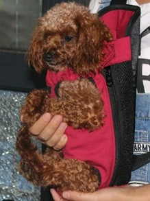 1pc Random Pattern Pet Carrier - Multicolor - View 5