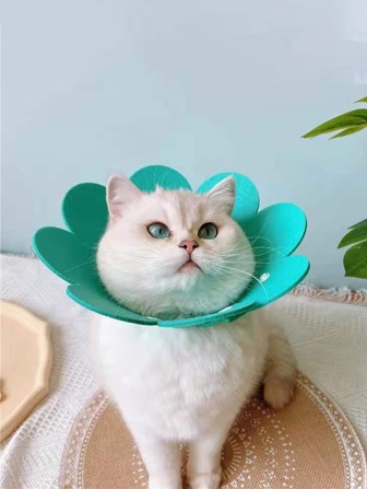 1pc Flower Shaped Pet Recovery Collar
