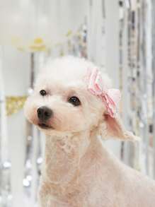 2pcs Bow Decor Random Color Pet Hair Clip - Multicolor - View 5