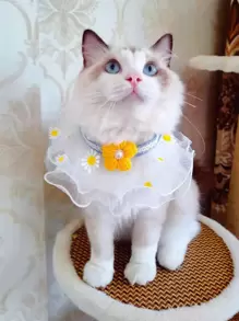 1pc Lace Pet Bib - Multicolor - View 1