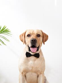 素色寵物蝴蝶結 - 黑色 - 查看 1