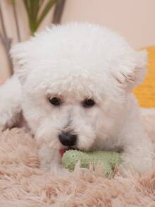 仙人掌形狀寵物磨牙玩具 - 綠色 - 查看 4