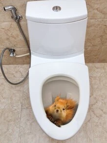 Decal nắp bồn cầu in hình con sóc - Nhiều màu - Xem 6