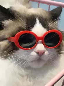 1pc Kính thú cưng mát mẻ - Nhiều màu - Xem 1