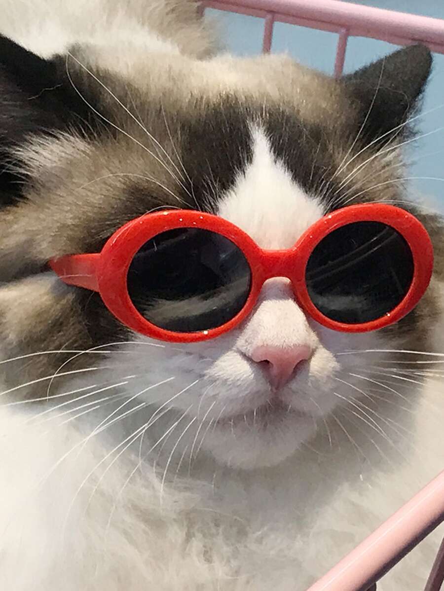 1pc Kính thú cưng mát mẻ - Nhiều màu - Xem 1