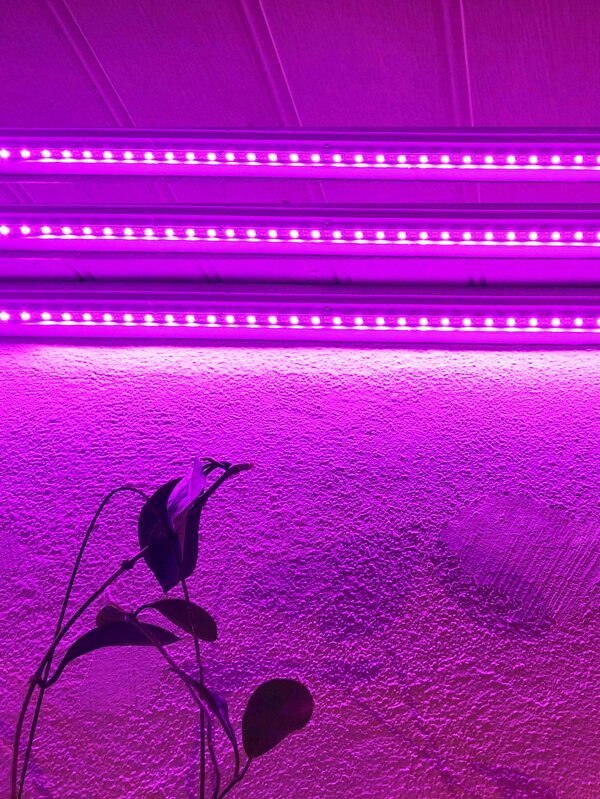 Plant Grow LED Strip Light, Plant Growth Light Strip For Home, Garden