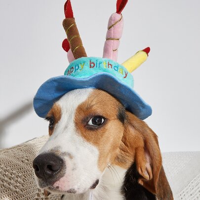 1pc Random Color Plush Pet Birthday Hat Candle Design, Cat & Dog Birthday Gift, New Year Gift