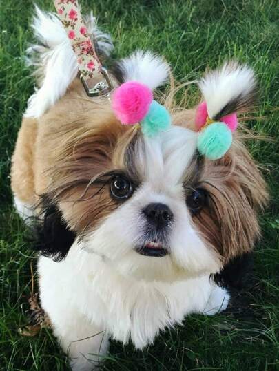 5pcs Random Color Pet Hair Clip