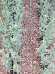 Polyester Pergola For Climbing Plants, Reusable DIY Net For Planting, Garden Supplies, Plant Support Structures - Green - View 4