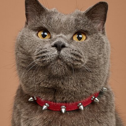 Rivet Studded Leather Pet Collar, Anti-Bite Pet Accessory