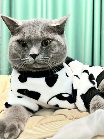 1件絨面布寵物連帽衫