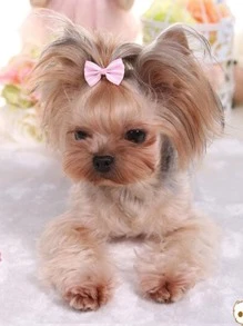 5pcs Striped Bow Design Pet Hair Clip - Multicolor - View 2