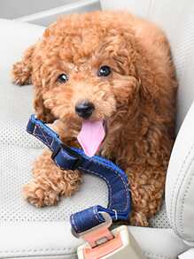 1pc màu ngẫu nhiên dây đai an toàn cho xe hơi - Nhiều màu - Xem 2