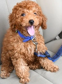 1pc màu ngẫu nhiên dây đai an toàn cho xe hơi - Nhiều màu - Xem 5