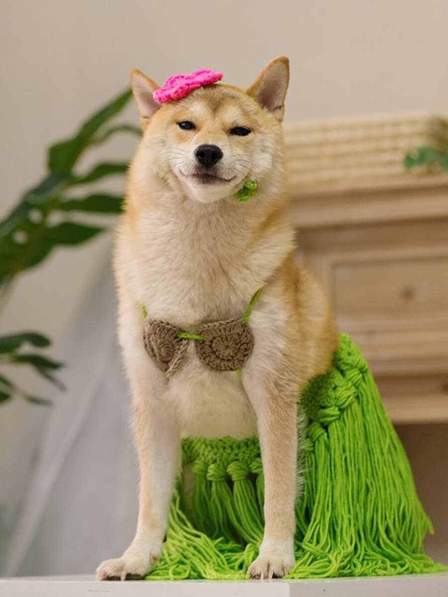 3pcs Grass Skirt Design Pet Costume Set Halloween Halloween Costumes - Multicolor - View 1