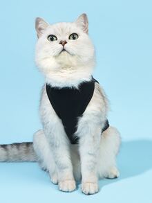 PETSIN 1入組LGBT字母圖案印花寵物背心 - 彩色 - 查看 4