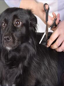 2 piezas de mascota Belleza Tijeras Conjunto