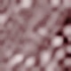 Bụi hồng