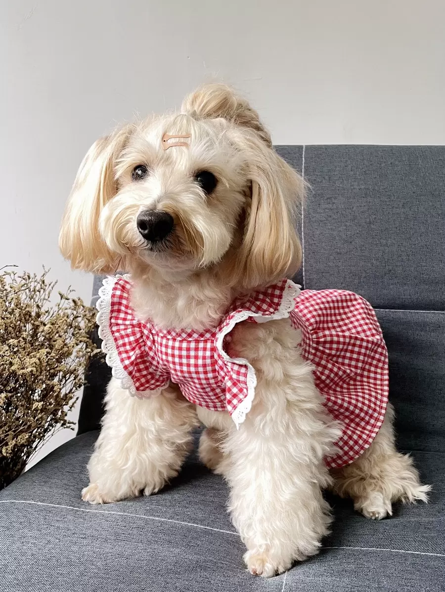 Plaid Print Pet Dress - Red and White - View 1