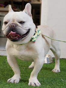 1pc Floral Pattern Bow Decor Pet Collar - Multicolor - View 5