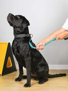 1 pieza Correa de mascota de dos tonos - Azul - Ver 5