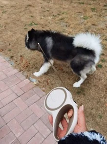 自動可伸縮寵物牽引繩 - 彩色 - 查看 6