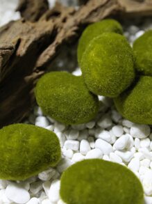 6pcs Artificial Moss Stone - Green - View 1