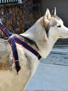 牛仔胸衣和無背心上衣套裝 - 彩色 - 查看 5