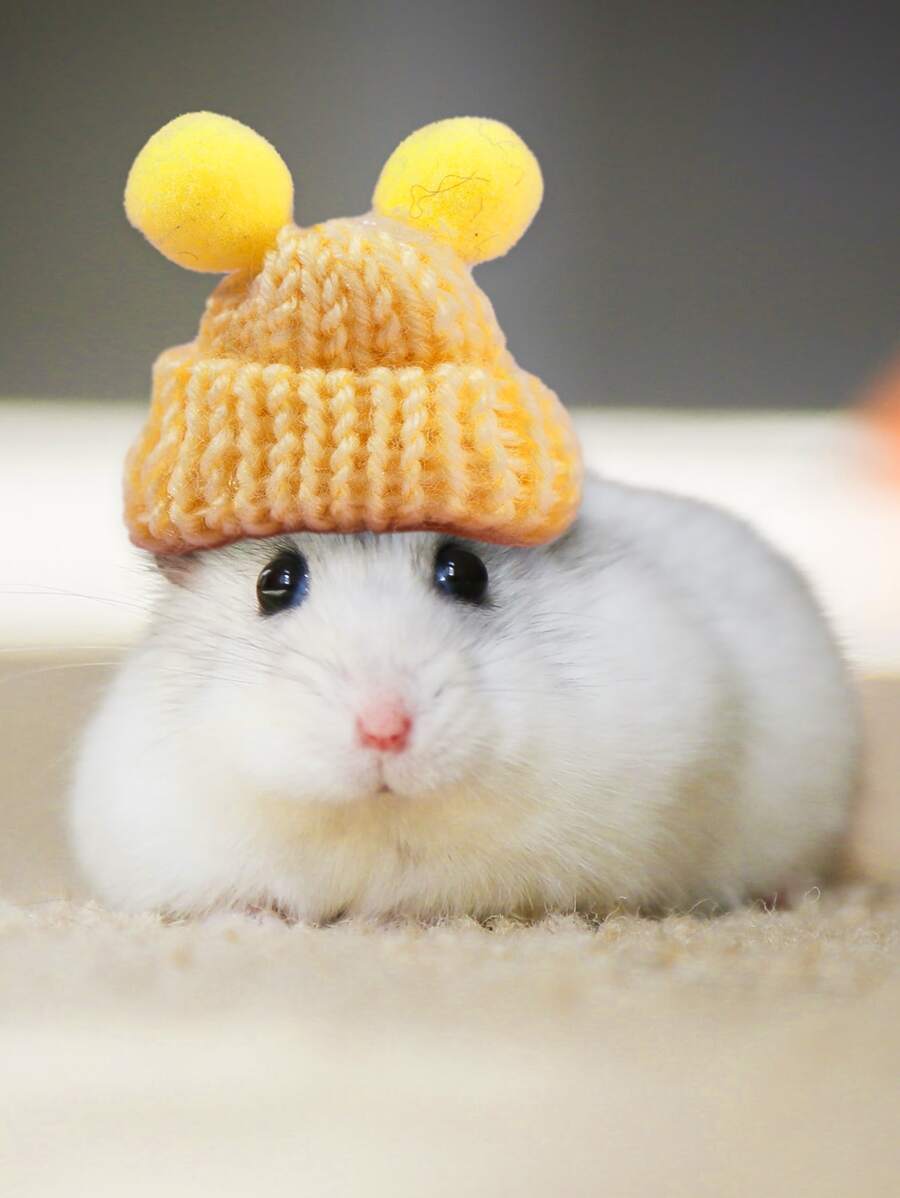 1pc Random Color Pet Hat - Multicolor - View 1