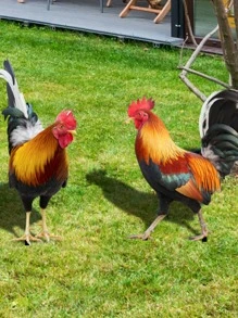 2 piezas Estaca de jardín pollo en forma de decorativo - Multicolor - Ver 2