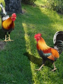 2 piezas Estaca de jardín pollo en forma de decorativo - Multicolor - Ver 4