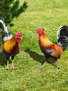 2 piezas Estaca de jardín pollo en forma de decorativo - Multicolor - Ver 5