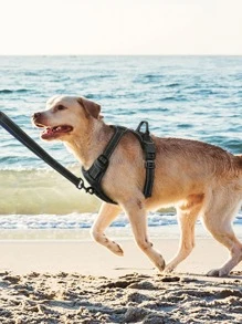 Supet 1 mảnh rắn màu thú cưng khai thác - màu đen - Xem 2