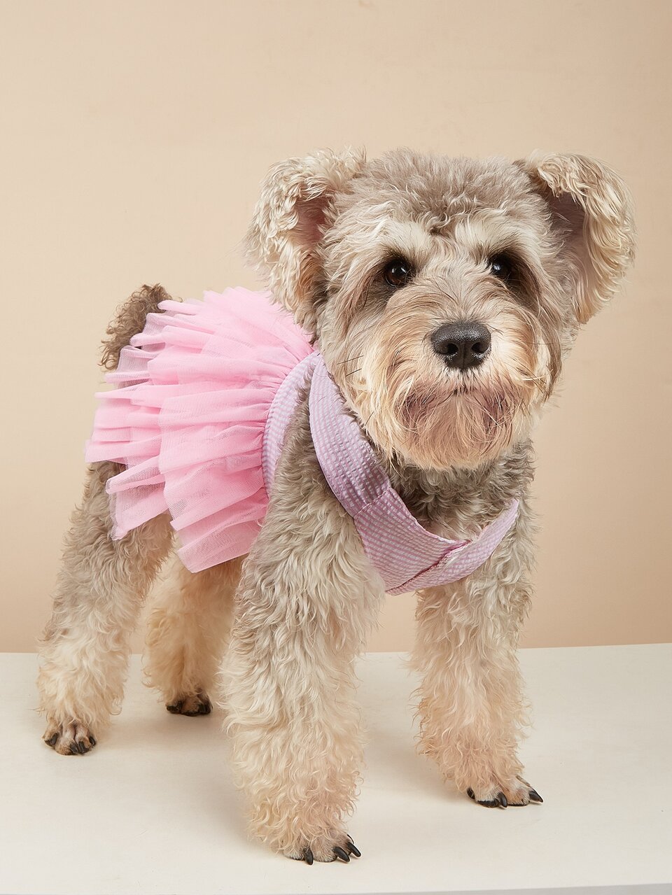 Striped Print Pet Dress