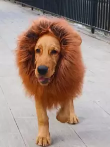 1pc Pet Headwear - Brown - View 1