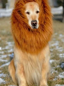 1pc Pet Headwear - Brown - View 4