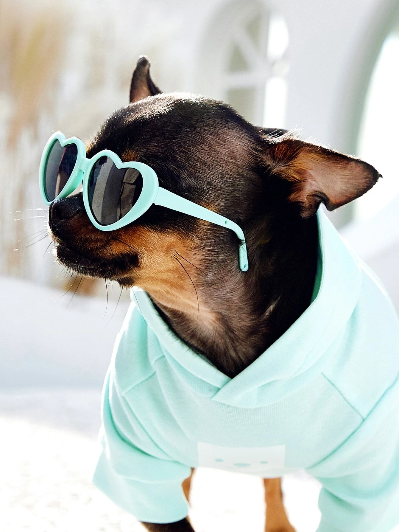 Lentes discount para perros