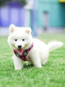 寵物粉色格紋背心式胸帶 - 彩色 - 查看 1